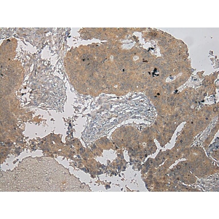 Immunohistochemistry - CENPM Antibody from Signalway Antibody (40060) - Antibodies.com