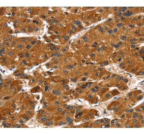 Immunohistochemistry - PTPN5 Antibody from Signalway Antibody (40066) - Antibodies.com