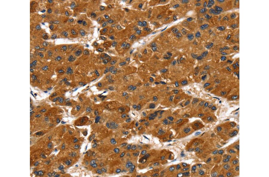 Immunohistochemistry - PTPN5 Antibody from Signalway Antibody (40066) - Antibodies.com