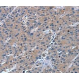 Immunohistochemistry - RGS11 Antibody from Signalway Antibody (40074) - Antibodies.com