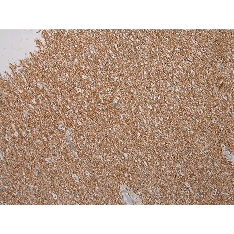 Immunohistochemistry - ROBO3 Antibody from Signalway Antibody (40083) - Antibodies.com