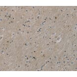 Immunohistochemistry - ROBO4 Antibody from Signalway Antibody (40084) - Antibodies.com