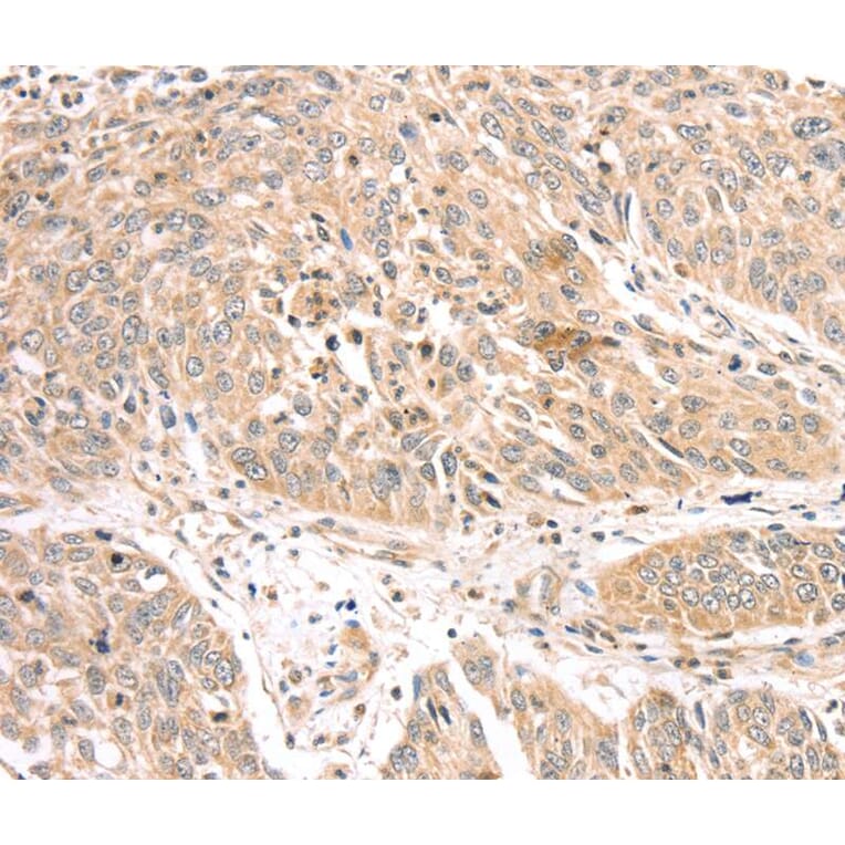 Immunohistochemistry - ATOX1 Antibody from Signalway Antibody (40087) - Antibodies.com