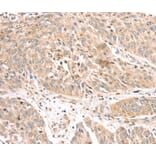 Immunohistochemistry - ATOX1 Antibody from Signalway Antibody (40087) - Antibodies.com