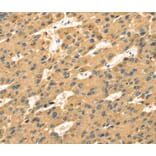 Immunohistochemistry - SAMD7 Antibody from Signalway Antibody (40091) - Antibodies.com