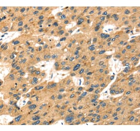 Immunohistochemistry - SEPP1 Antibody from Signalway Antibody (40096) - Antibodies.com