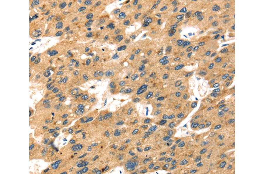 Immunohistochemistry - SEPP1 Antibody from Signalway Antibody (40096) - Antibodies.com