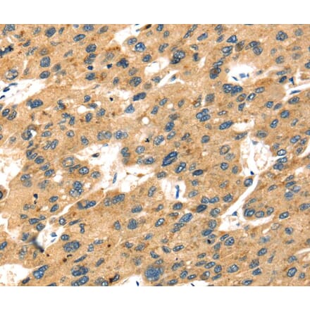 Immunohistochemistry - SEPP1 Antibody from Signalway Antibody (40096) - Antibodies.com