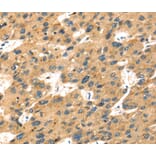 Immunohistochemistry - SEPP1 Antibody from Signalway Antibody (40096) - Antibodies.com