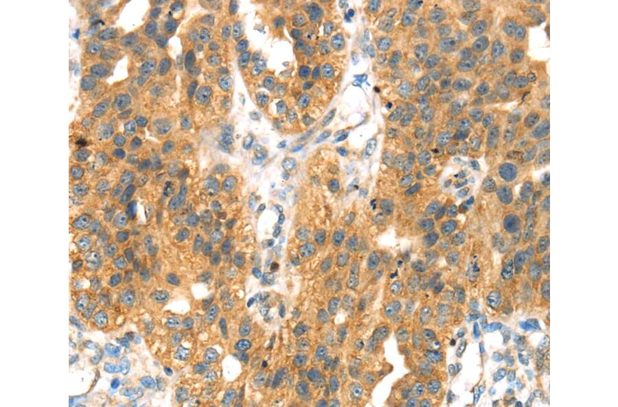 Immunohistochemistry - SEPP1 Antibody from Signalway Antibody (40096) - Antibodies.com