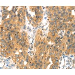 Immunohistochemistry - SEPP1 Antibody from Signalway Antibody (40096) - Antibodies.com