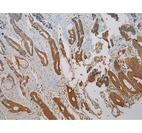 Immunohistochemistry - SNAI3 Antibody from Signalway Antibody (40110) - Antibodies.com