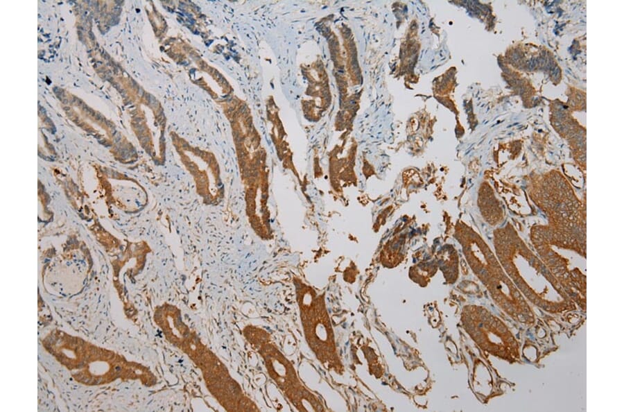 Immunohistochemistry - SNAI3 Antibody from Signalway Antibody (40110) - Antibodies.com