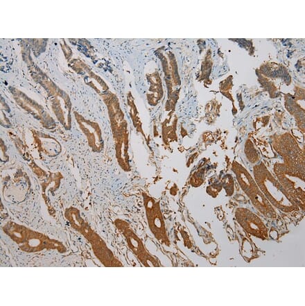 Immunohistochemistry - SNAI3 Antibody from Signalway Antibody (40110) - Antibodies.com