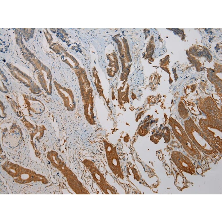 Immunohistochemistry - SNAI3 Antibody from Signalway Antibody (40110) - Antibodies.com