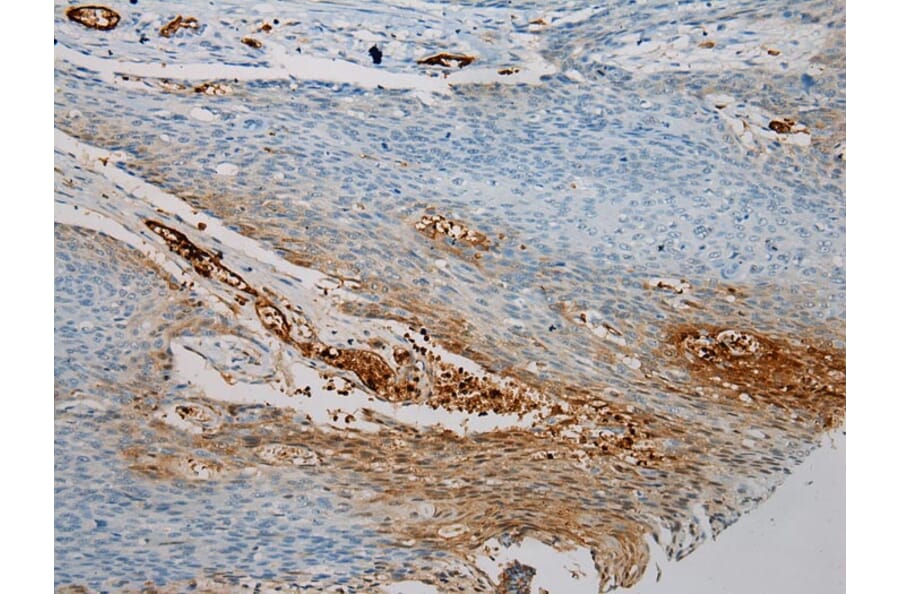 Immunohistochemistry - SNAI3 Antibody from Signalway Antibody (40110) - Antibodies.com