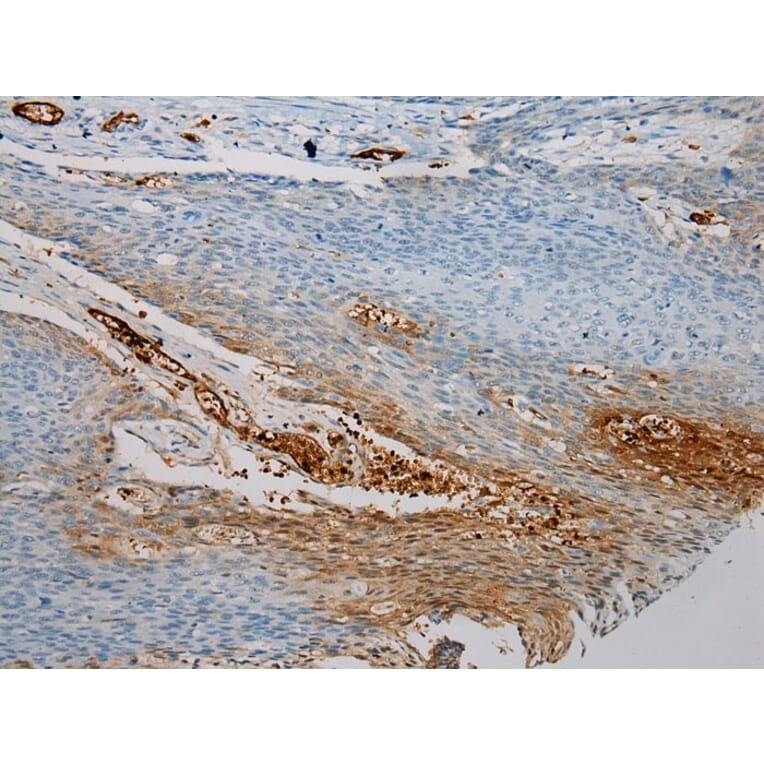 Immunohistochemistry - SNAI3 Antibody from Signalway Antibody (40110) - Antibodies.com