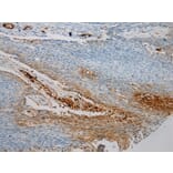 Immunohistochemistry - SNAI3 Antibody from Signalway Antibody (40110) - Antibodies.com