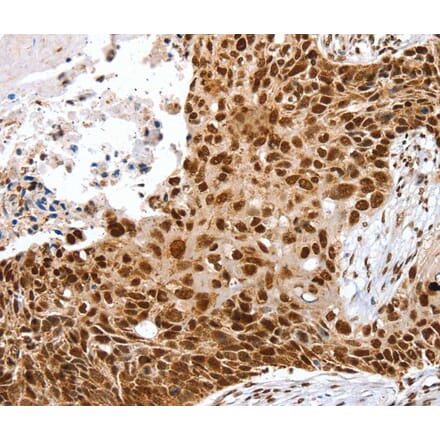 Immunohistochemistry - SNX15 Antibody from Signalway Antibody (40112) - Antibodies.com