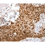 Immunohistochemistry - SNX15 Antibody from Signalway Antibody (40112) - Antibodies.com