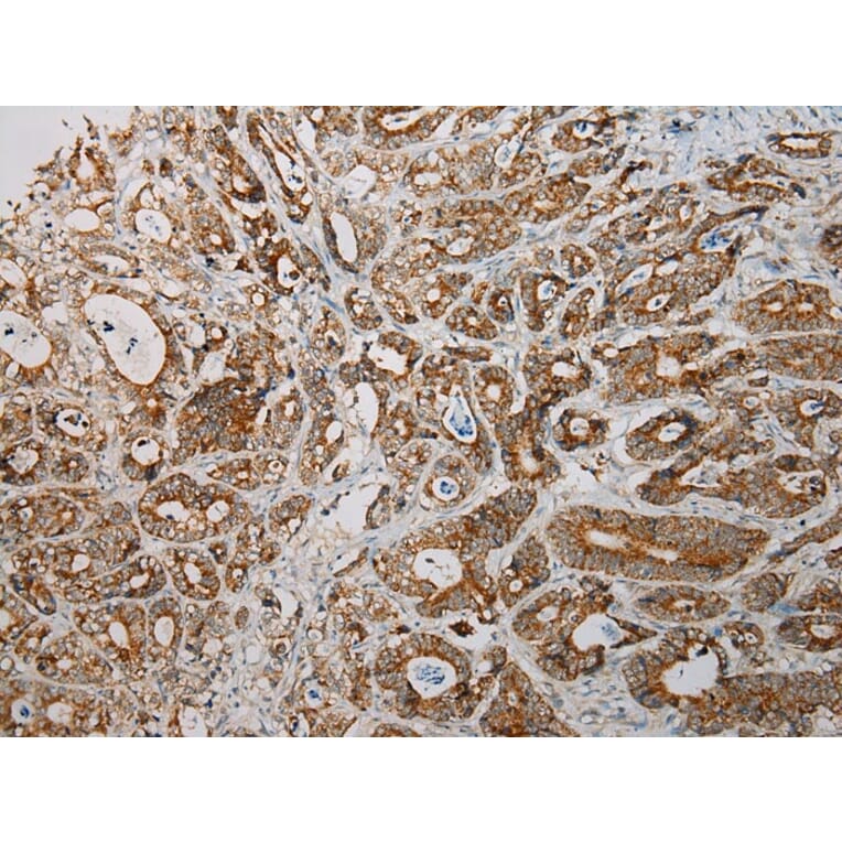 Immunohistochemistry - SNX27 Antibody from Signalway Antibody (40113) - Antibodies.com