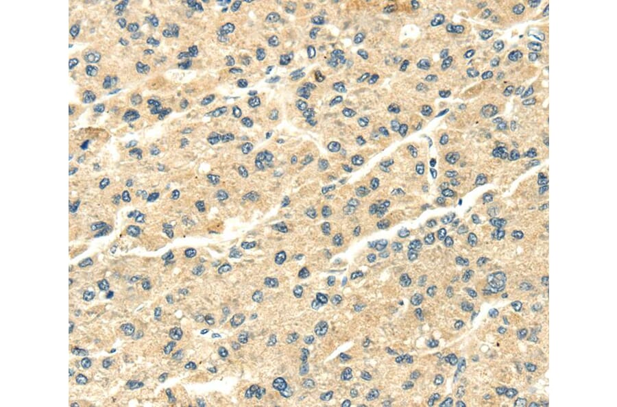 Immunohistochemistry - SNX20 Antibody from Signalway Antibody (40115) - Antibodies.com