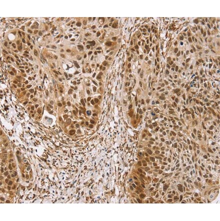 Immunohistochemistry - TAF12 Antibody from Signalway Antibody (40134) - Antibodies.com