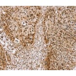 Immunohistochemistry - TAF12 Antibody from Signalway Antibody (40134) - Antibodies.com