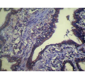 Immunohistochemistry - TCEB1 Antibody from Signalway Antibody (40138) - Antibodies.com