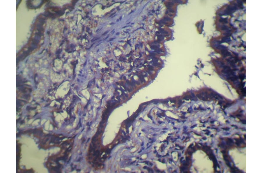 Immunohistochemistry - TCEB1 Antibody from Signalway Antibody (40138) - Antibodies.com