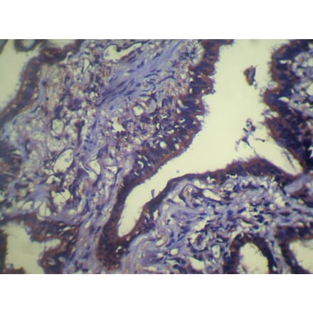 Immunohistochemistry - TCEB1 Antibody from Signalway Antibody (40138) - Antibodies.com