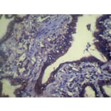 Immunohistochemistry - TCEB1 Antibody from Signalway Antibody (40138) - Antibodies.com