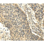 Immunohistochemistry - RASD2 Antibody from Signalway Antibody (40139) - Antibodies.com
