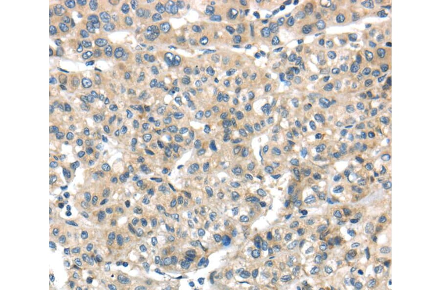 Immunohistochemistry - THAP2 Antibody from Signalway Antibody (40141) - Antibodies.com