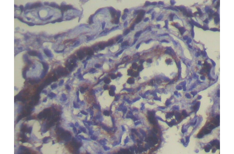 Immunohistochemistry - THAP4 Antibody from Signalway Antibody (40142) - Antibodies.com