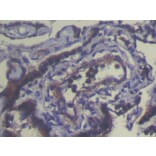 Immunohistochemistry - THAP4 Antibody from Signalway Antibody (40142) - Antibodies.com