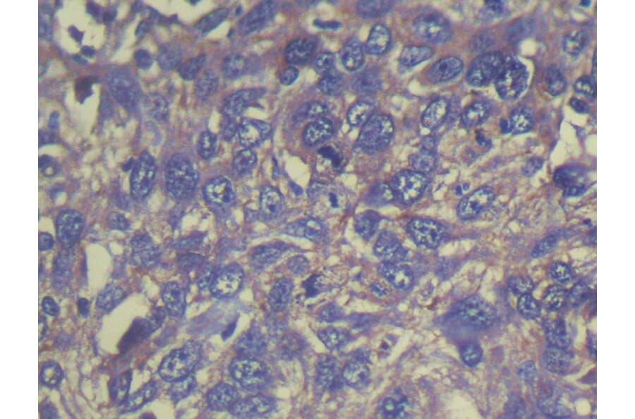 Immunohistochemistry - THAP6 Antibody from Signalway Antibody (40143) - Antibodies.com