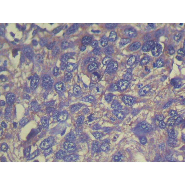 Immunohistochemistry - THAP6 Antibody from Signalway Antibody (40143) - Antibodies.com