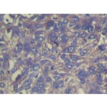 Immunohistochemistry - THAP6 Antibody from Signalway Antibody (40143) - Antibodies.com