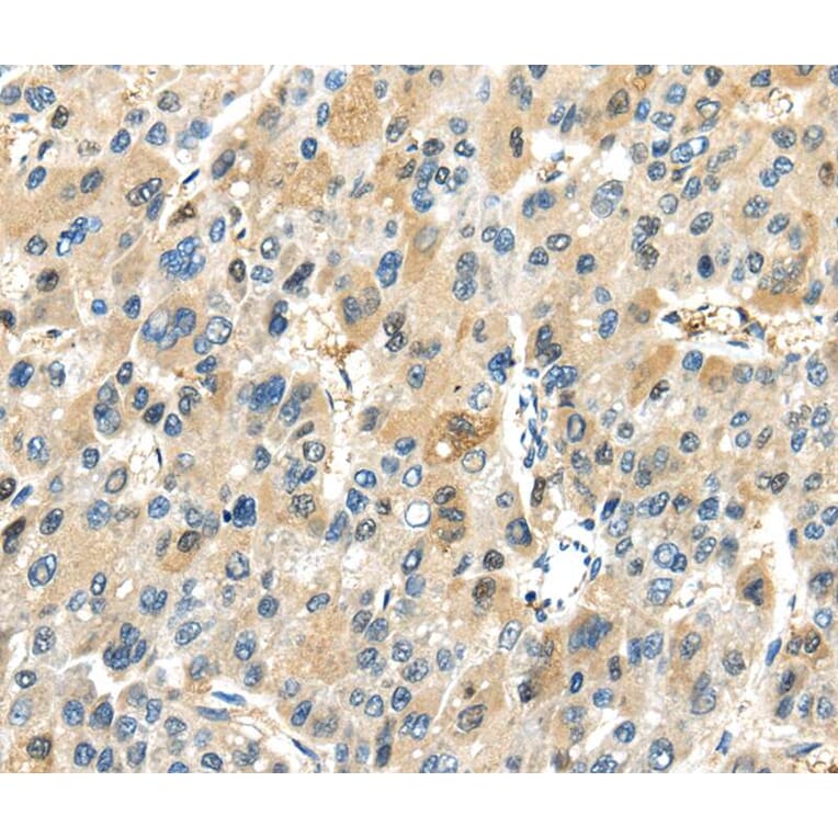 Immunohistochemistry - TRAIP Antibody from Signalway Antibody (40169) - Antibodies.com