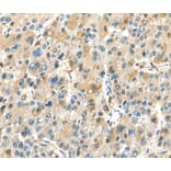 Immunohistochemistry - TRAIP Antibody from Signalway Antibody (40169) - Antibodies.com