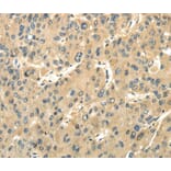 Immunohistochemistry - UBAP1 Antibody from Signalway Antibody (40173) - Antibodies.com