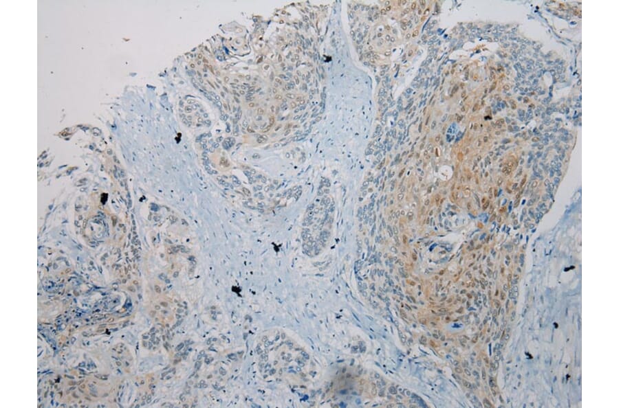 Immunohistochemistry - UBL4A Antibody from Signalway Antibody (40174) - Antibodies.com