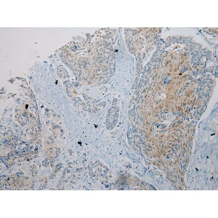 Immunohistochemistry - UBL4A Antibody from Signalway Antibody (40174) - Antibodies.com