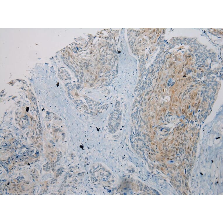 Immunohistochemistry - UBL4A Antibody from Signalway Antibody (40174) - Antibodies.com