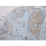 Immunohistochemistry - UBL4A Antibody from Signalway Antibody (40174) - Antibodies.com