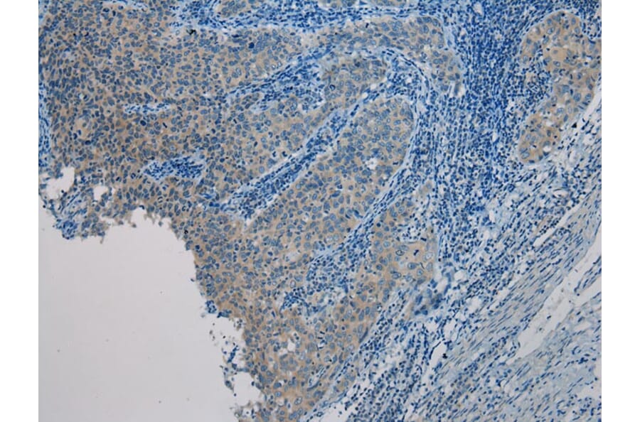 Immunohistochemistry - UBL4A Antibody from Signalway Antibody (40174) - Antibodies.com