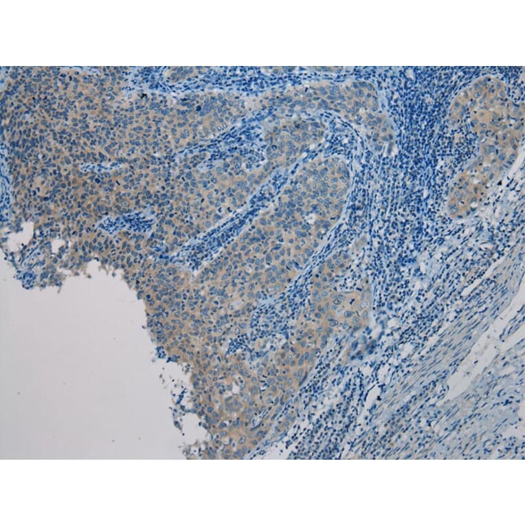 Immunohistochemistry - UBL4A Antibody from Signalway Antibody (40174) - Antibodies.com