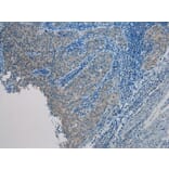 Immunohistochemistry - UBL4A Antibody from Signalway Antibody (40174) - Antibodies.com