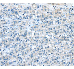 Immunohistochemistry - NPY4R Antibody from Signalway Antibody (40193) - Antibodies.com